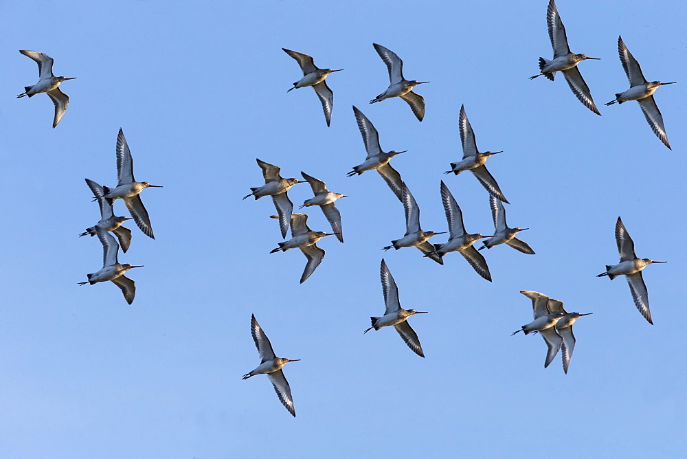 Flock of Balck-tailed Godwits in flight in winter, GB