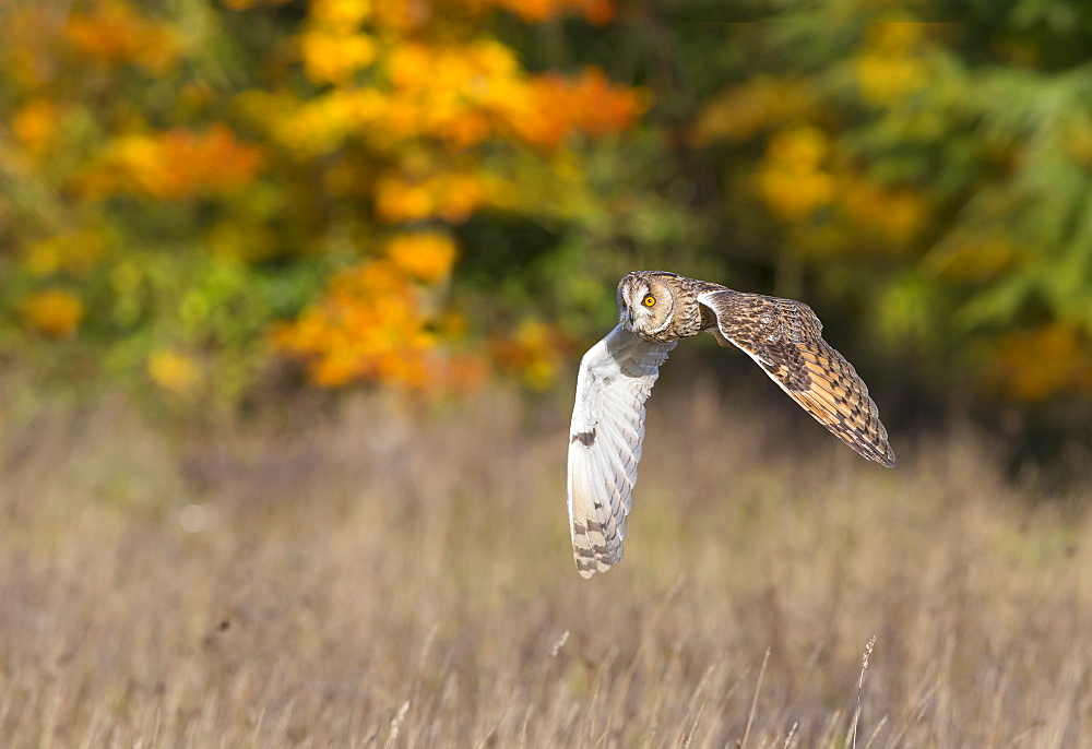 Long-eared Owl in flight in autumn, GB