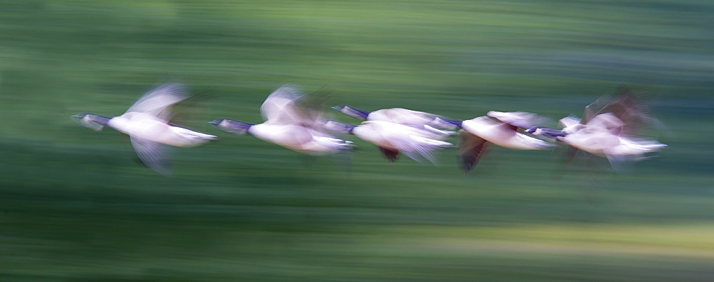 Flock of Canada Geese in flight in winter, GB