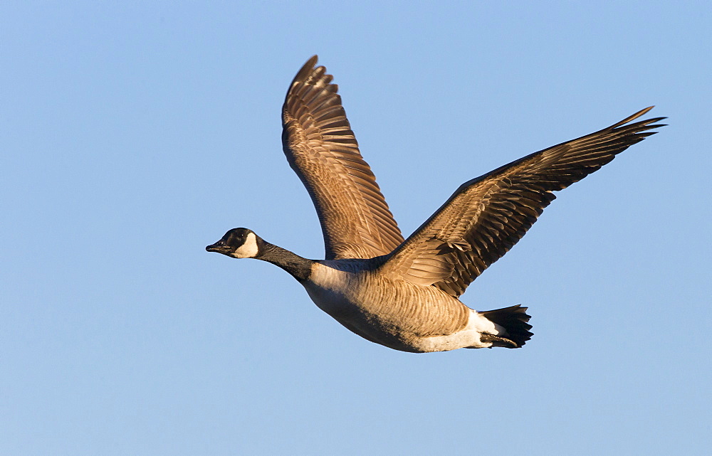 Canada Goose in flight in winter, GB