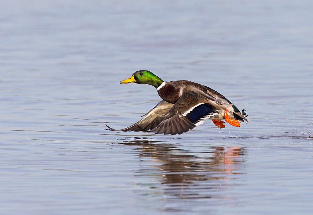 Male Mallard in flight in winter, GB