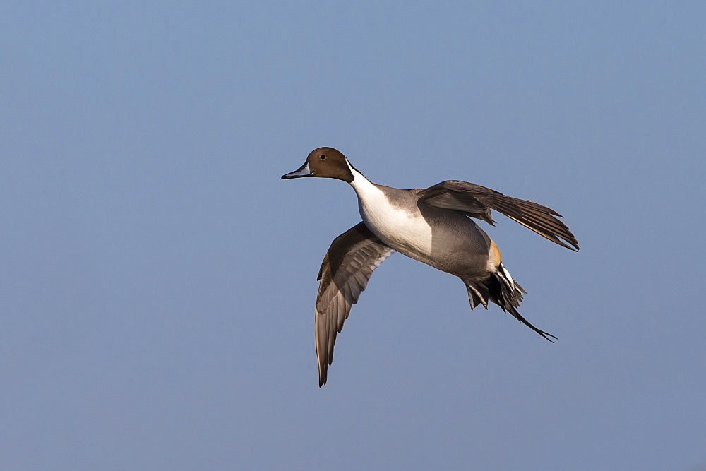 Male Pintail in flight in winter, GB