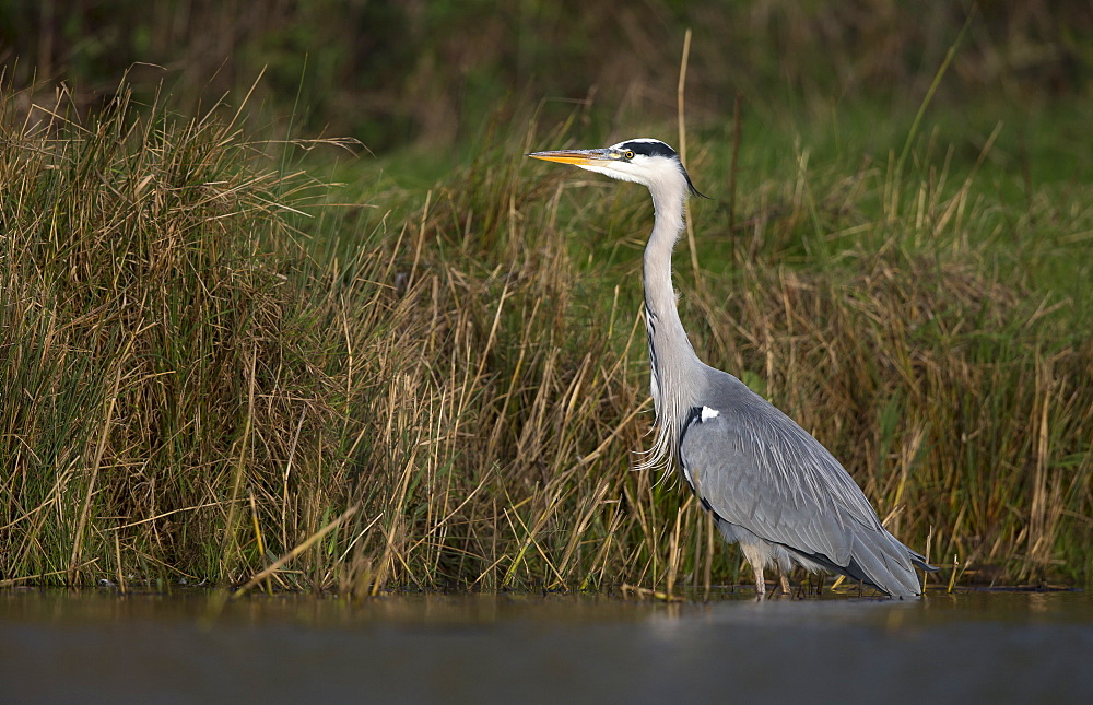 Grey Heron looking for food in autumn, GB