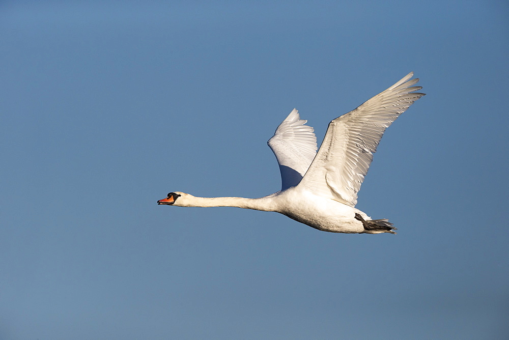 Mute Swan in flight in winter, GB