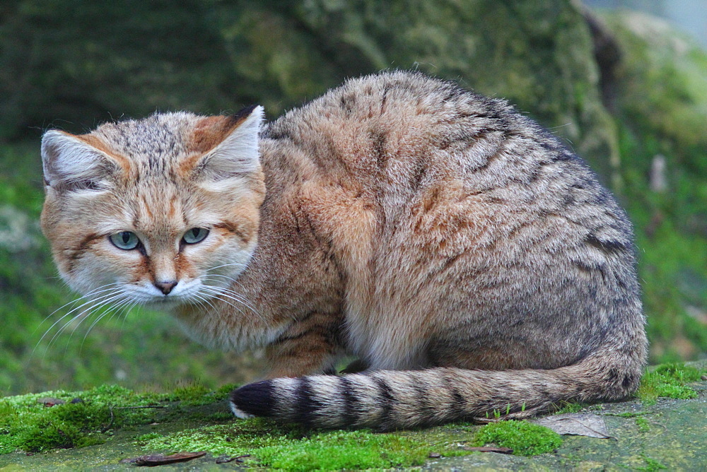 Sand cat lying on moss