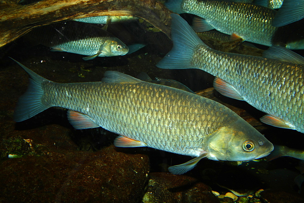 European Chubs above the bottom 