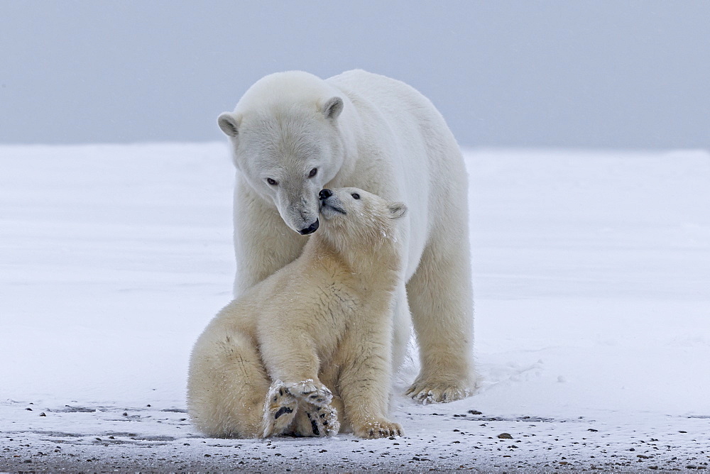 Polar bear and young on the ice, Barter Island Alaska 