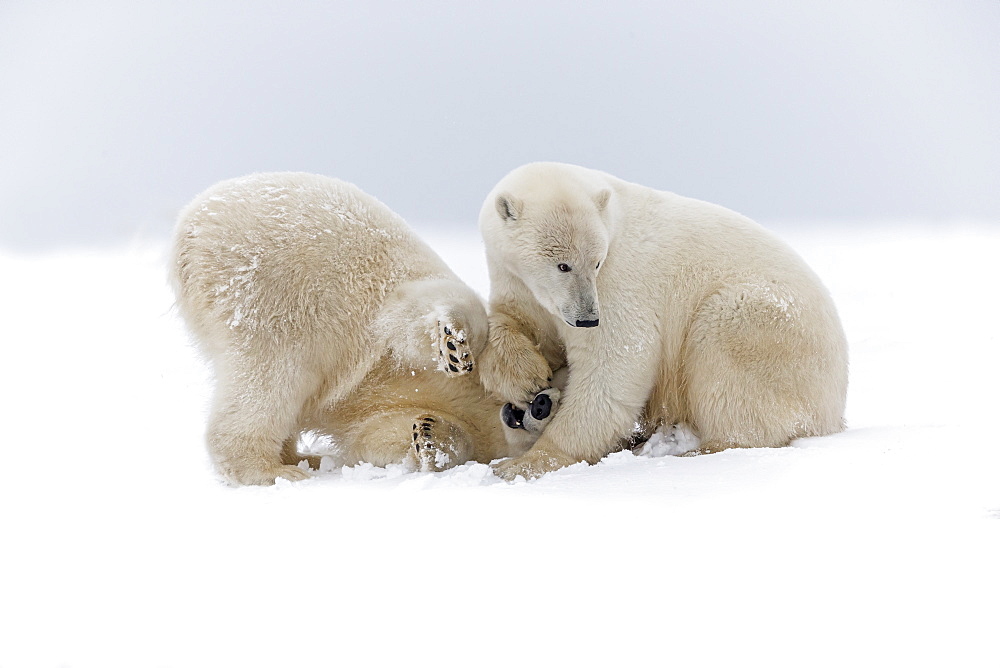 Polar bears playing on the ice, Barter Island Alaska 