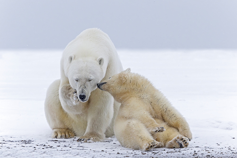 Polar bear and young on the ice, Barter Island Alaska 