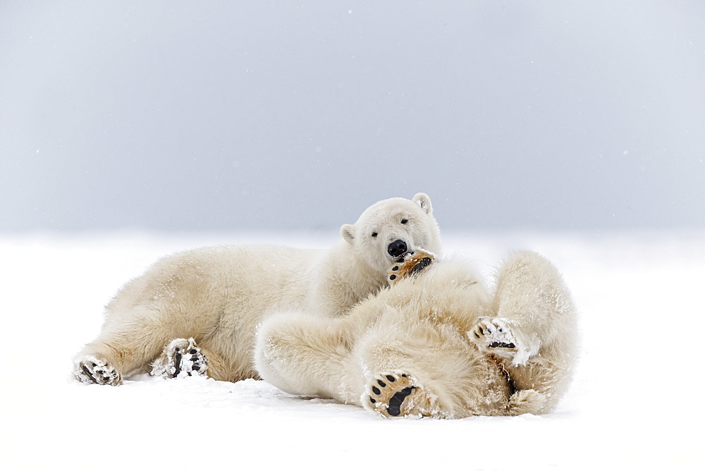 Polar bears playing on the ice, Barter Island Alaska 