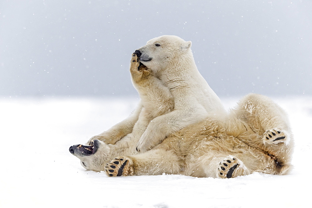 Polar bears playing on the ice, Barter Island Alaska 