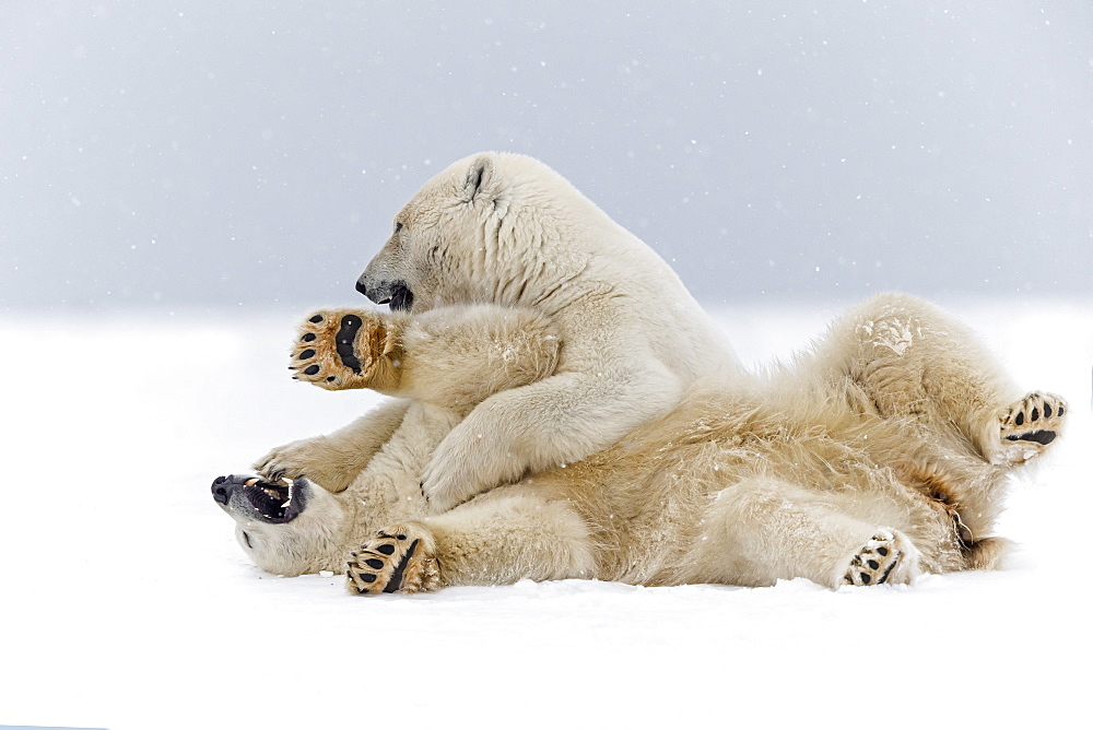 Polar bears playing on the ice, Barter Island Alaska 