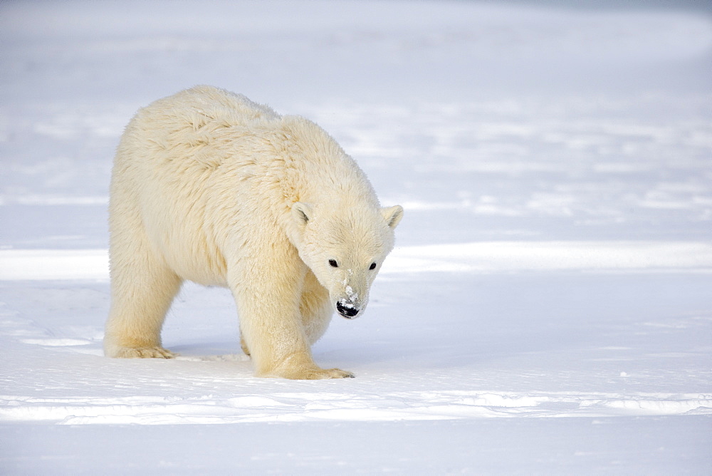 Polar bear walking on ice, Barter Island Alaska 