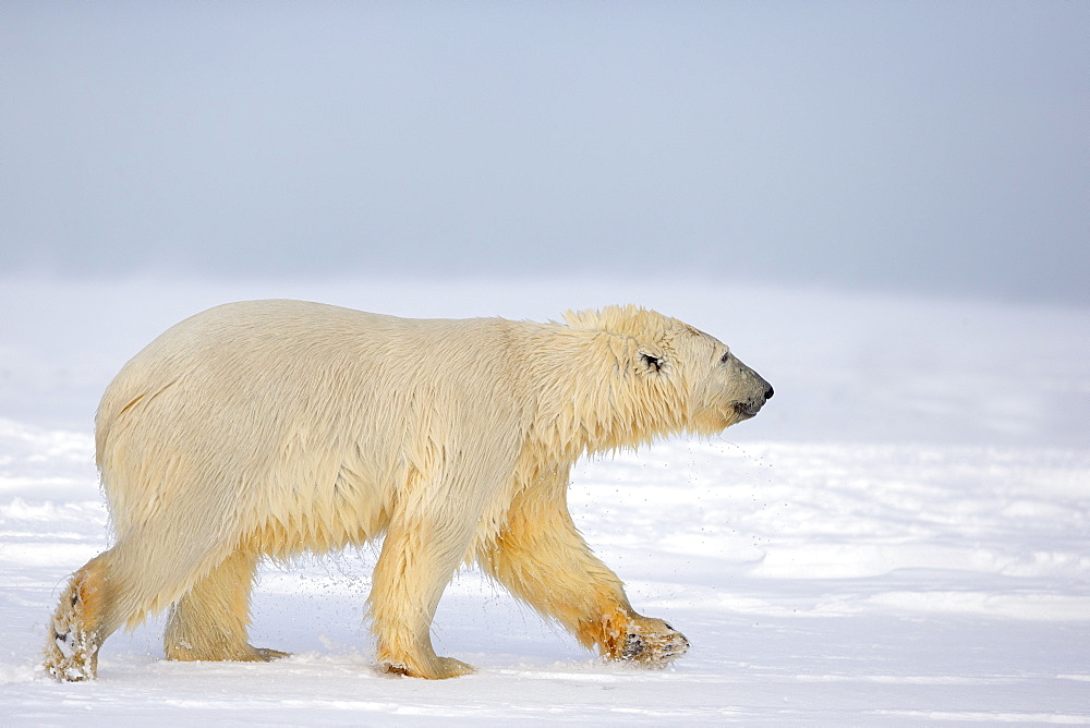 Polar bear walking on ice, Barter Island Alaska 