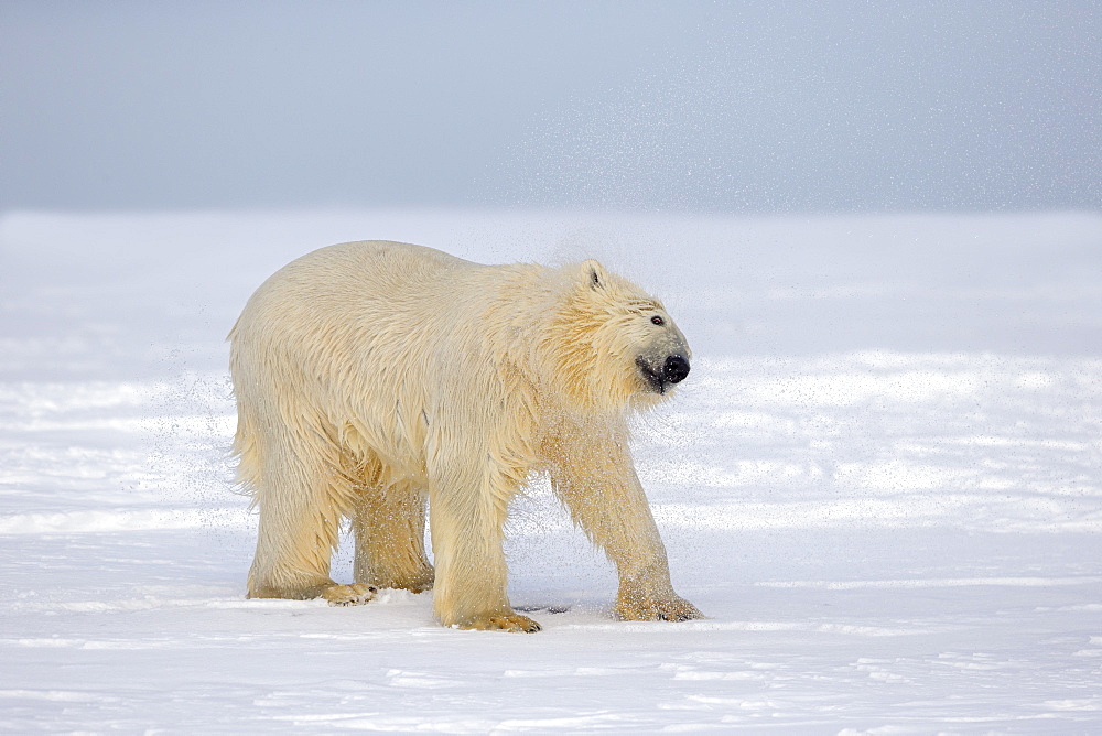 Polar Bear snorting on the ice, Barter Island Alaska 