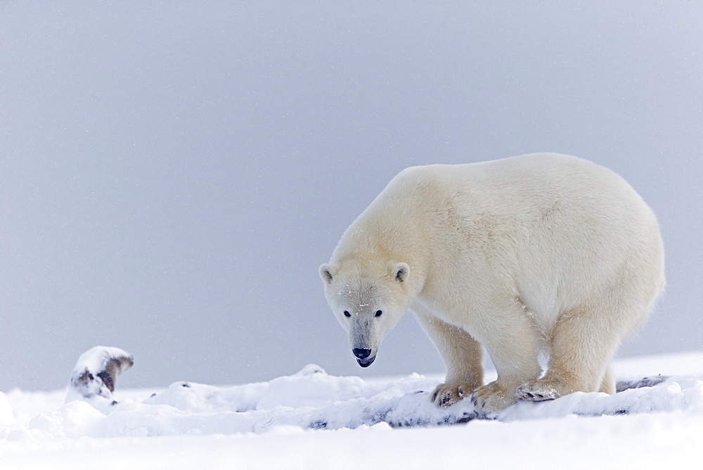 Polar Bear on the ice, Barter Island Alaska 