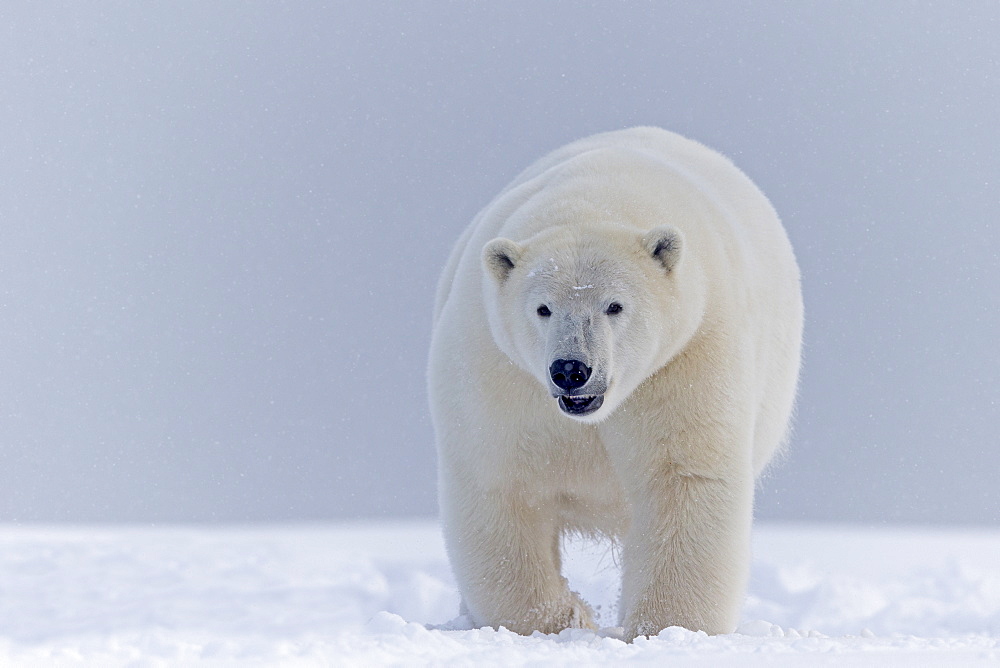 Polar Bear walking on the ice, Barter Island Alaska 