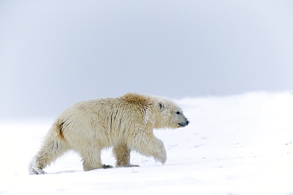 Polar Bear walking on the ice, Barter Island Alaska 