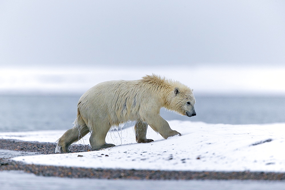 Polar bear outgoing water, Barter Island Alaska 