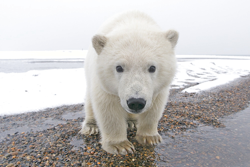 Polar bear at the water's edge, Barter Island Alaska 