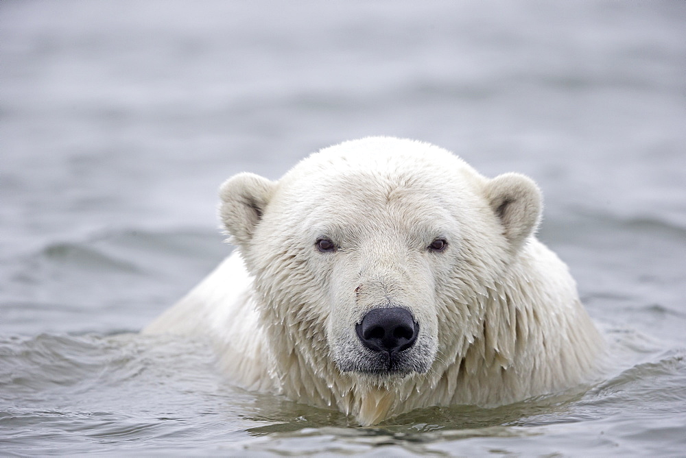 Portrait of Polar bear in water, Barter Island Alaska 