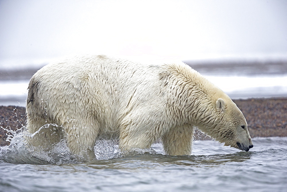 Polar bear walking in water, Barter Island Alaska 