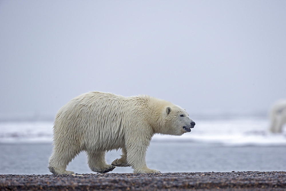 Polar bear walking on shore, Barter Island Alaska 