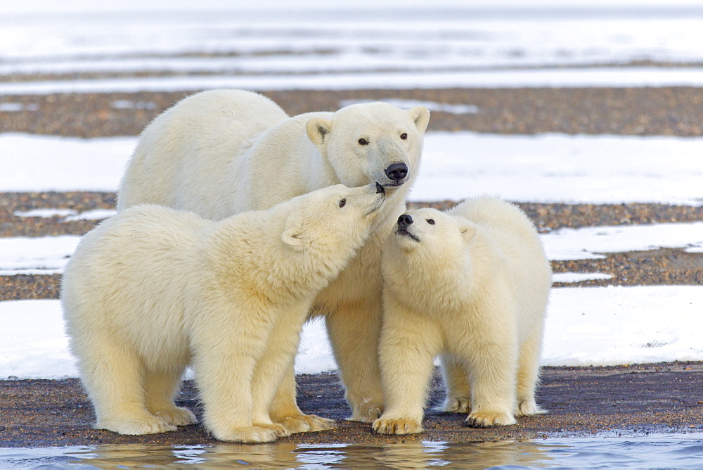 Polar bear and young on shore, Barter Island Alaska 