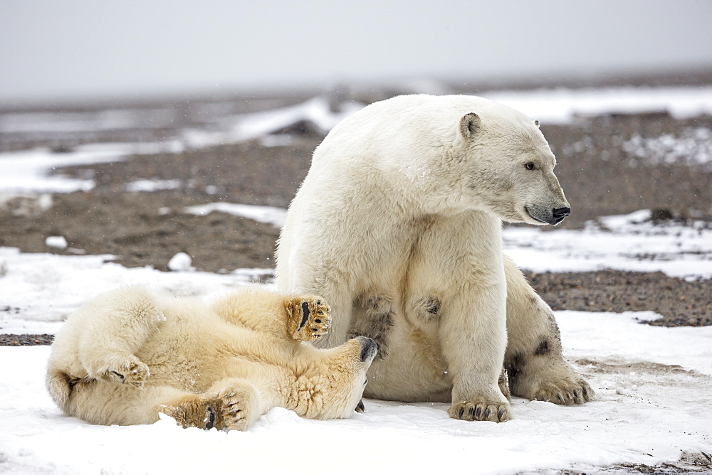 Polar bear and young on shore, Barter Island Alaska 