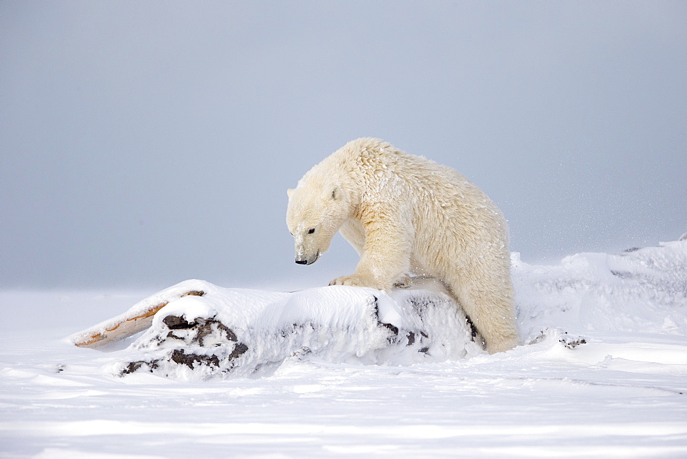 Young Polar bear in snow, Barter Island Alaska 