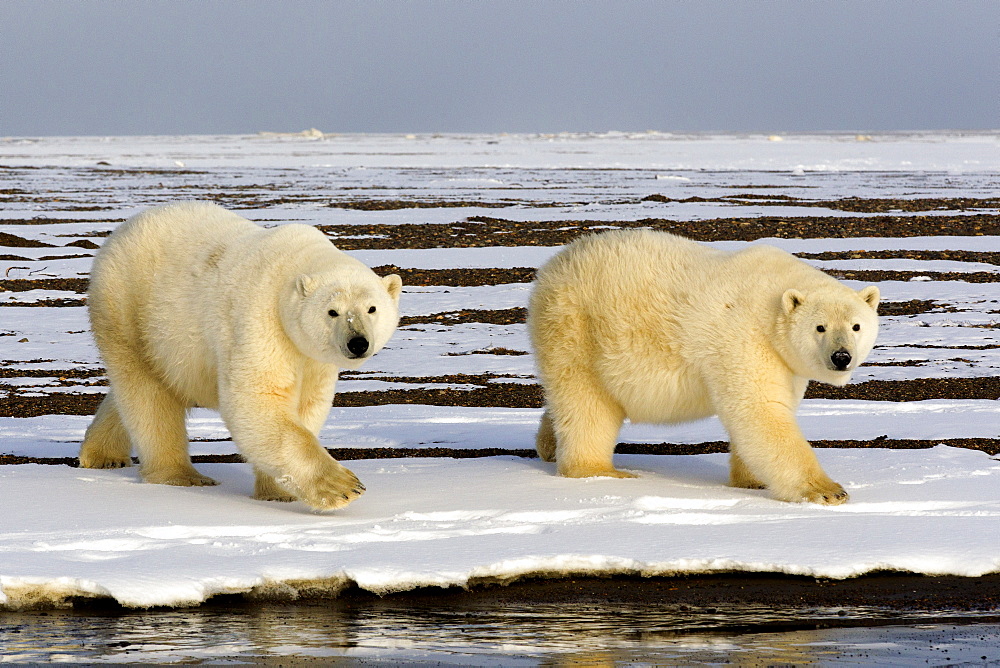 Polar bears walking on shore, Barter Island Alaska 