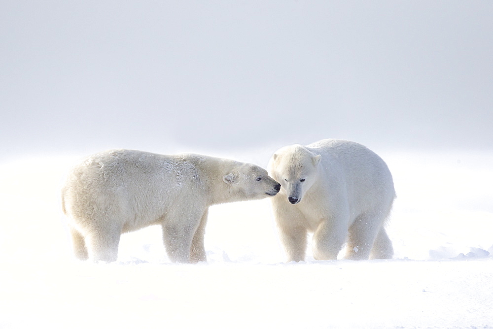 Polar bear and young playing in snow, Barter Island Alaska 