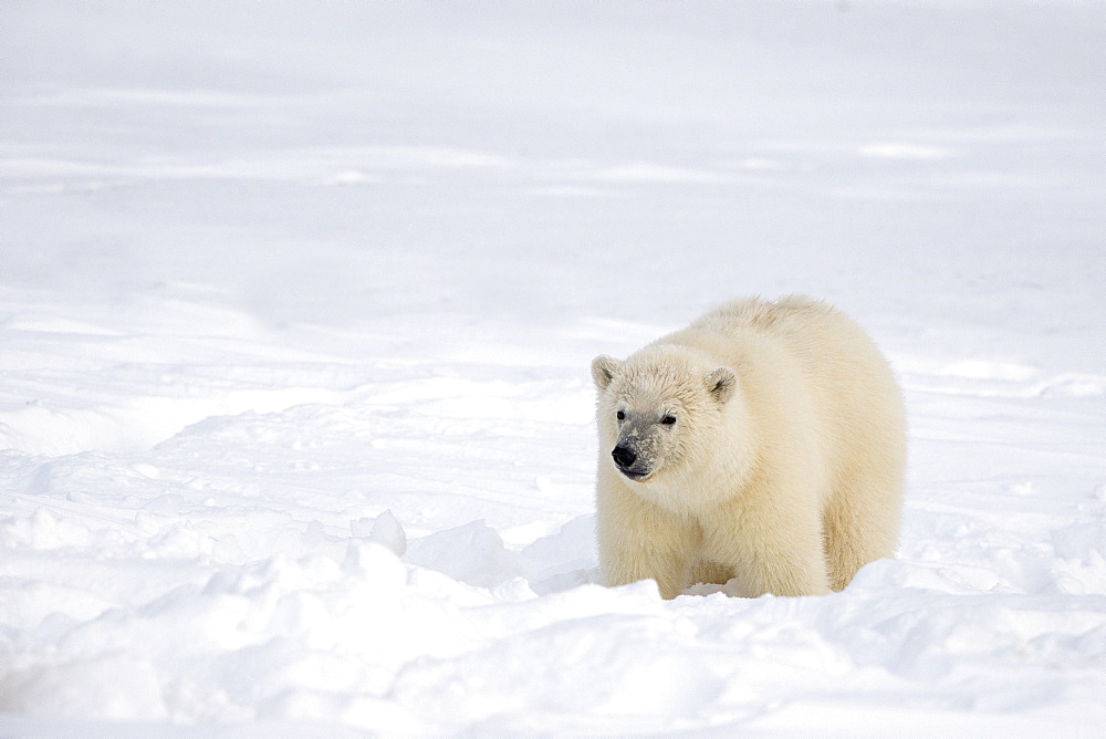 Polar bear sitting in snow, Barter Island Alaska 