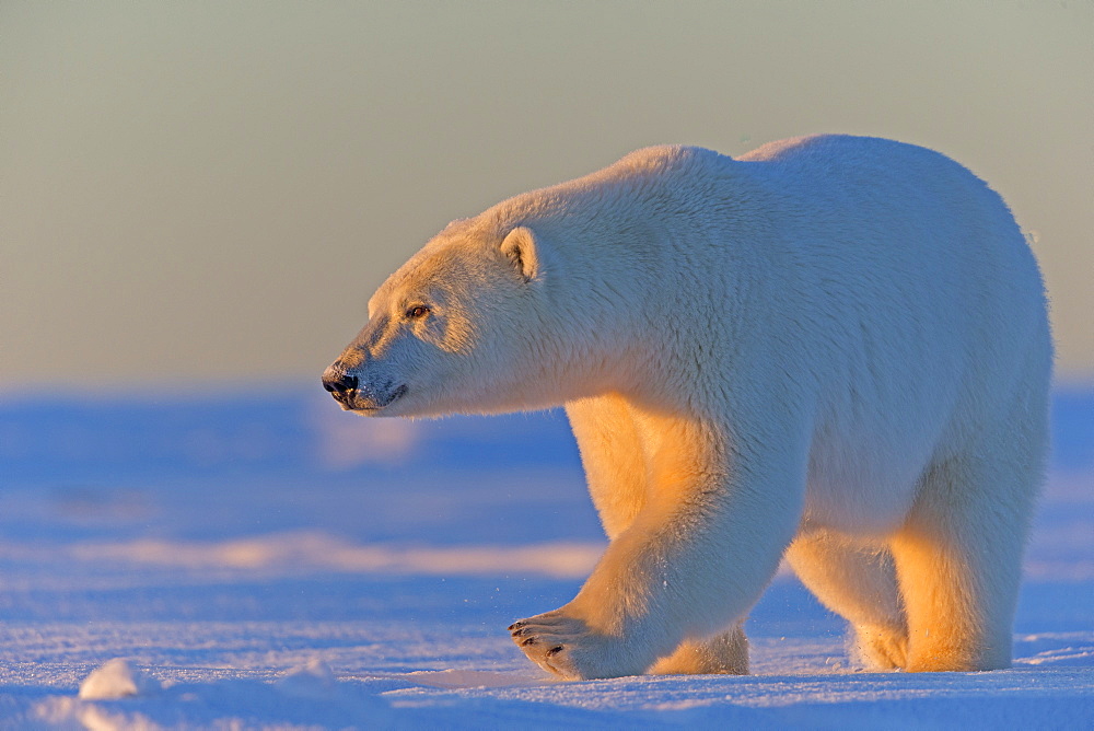 Polar bear walking in snow, Barter Island Alaska 