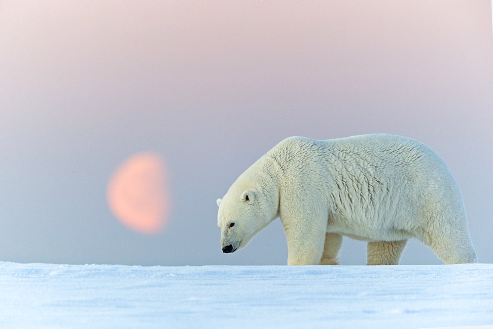 Polar Bear at moonlight, Barter Island Alaska 