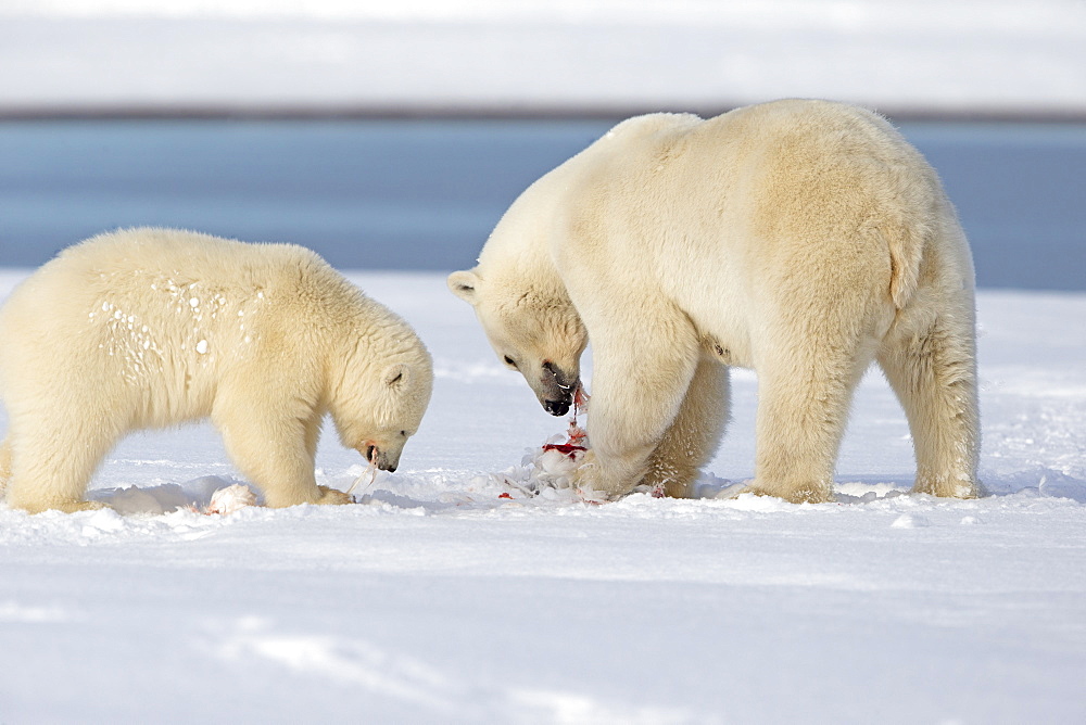 Polar bear and young in the snow, Barter Island Alaska