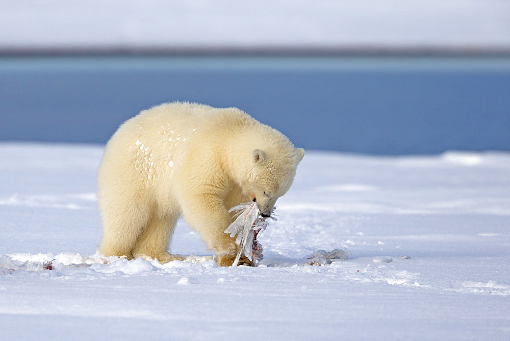 Young polar bear in the snow, Barter Island Alaska