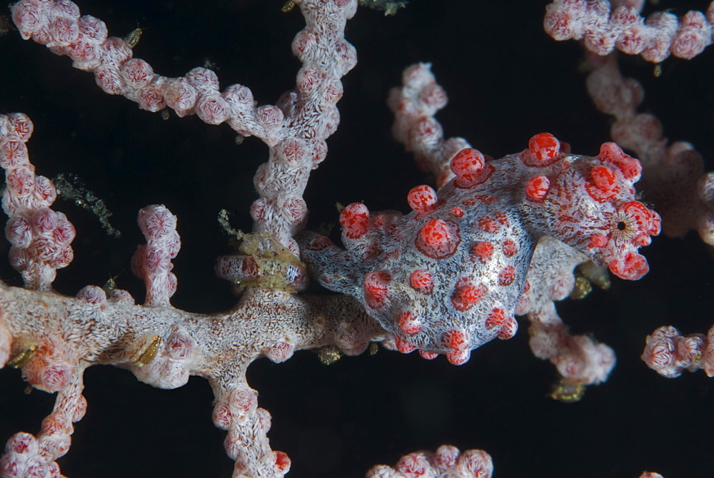 Pygmy Seahorse- Lembeh Strait Indonesia 