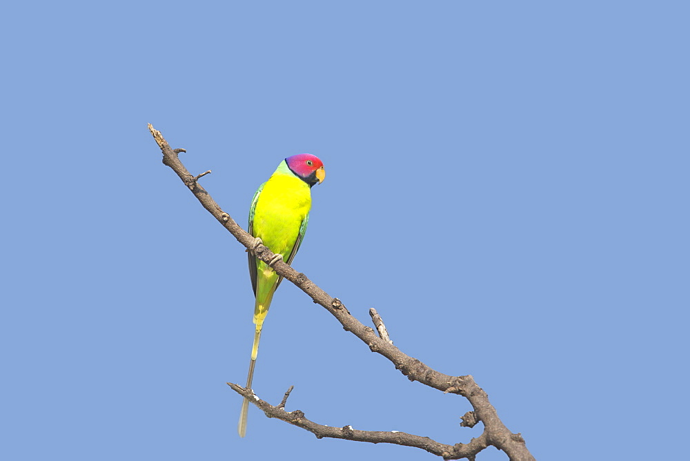 Plum-headed Parakeet on a branch, Bera Rajasthan India 