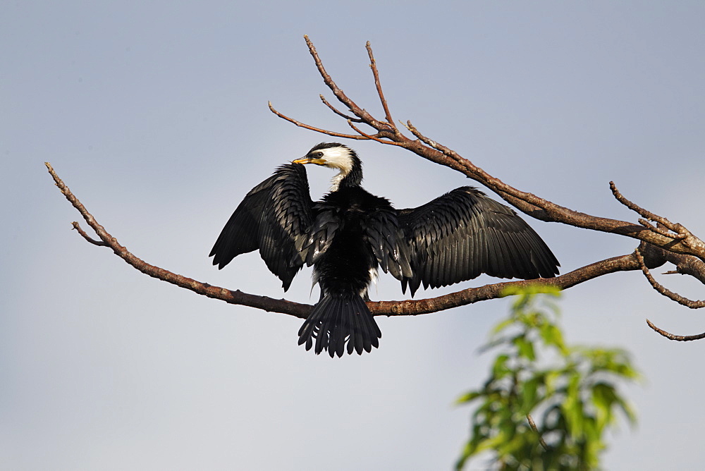 Little-pied cormorant drying on branch, Bali Indonesia