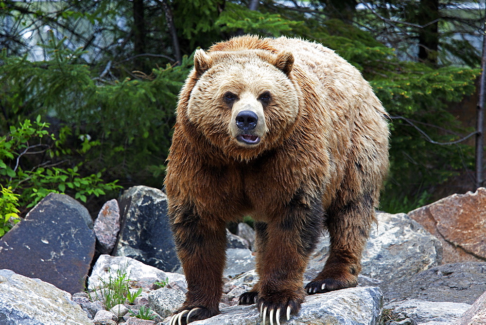 Grizzly on rocks, Zoo St-FÃ©licien Canada 