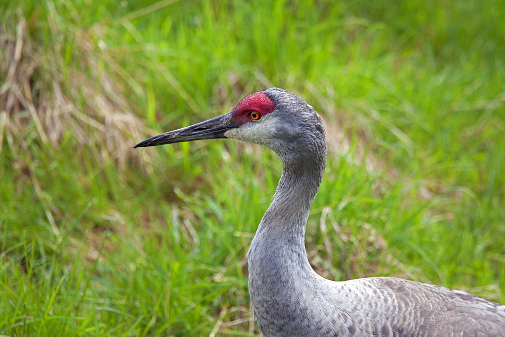 Portrait of Crane, Zoo St-FÃ©licien Canada 