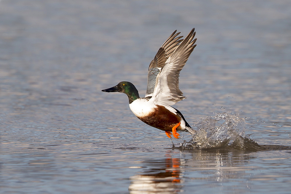 Male Shoveler taking off from the water in winter, GB