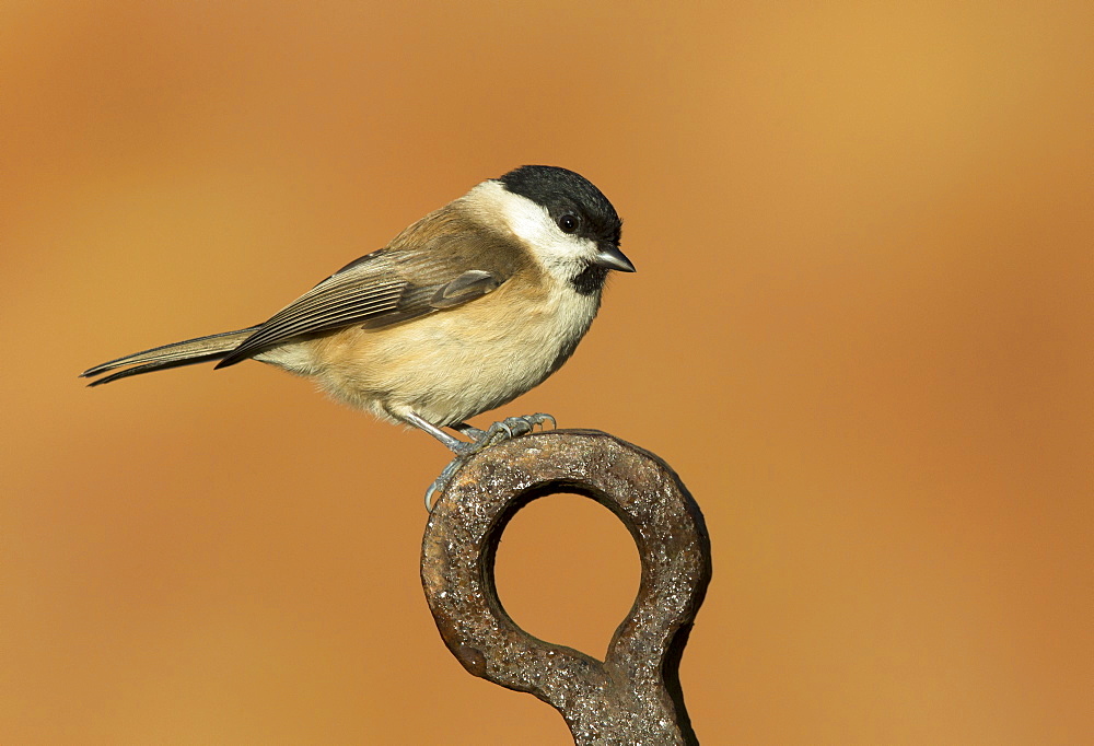 Marsh Tit standing on a piece of steel in winter, GB