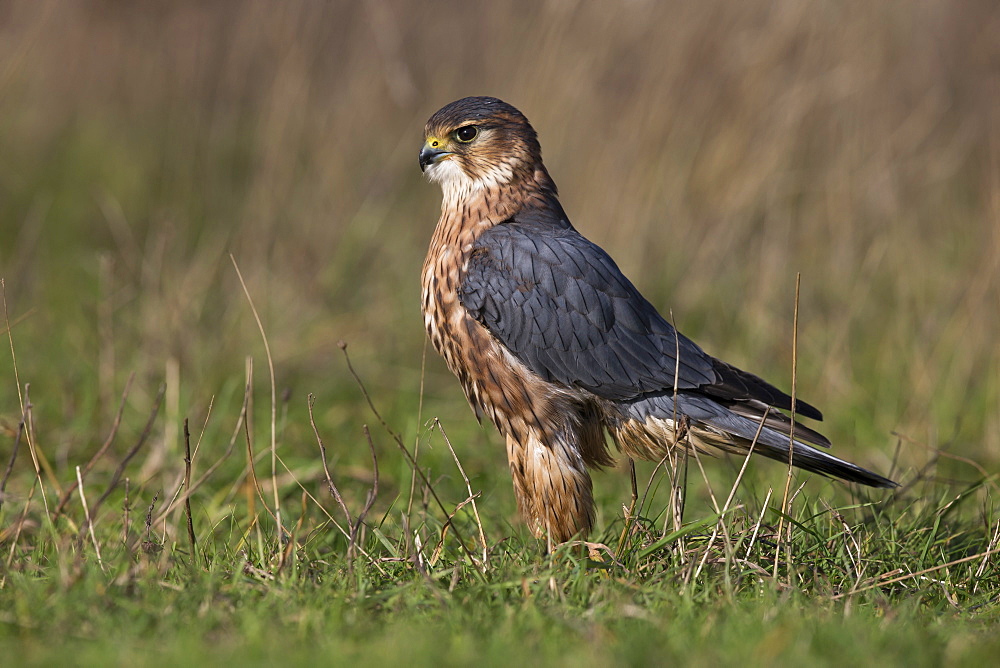 Male Merlin standing in a meadow in winter, GB