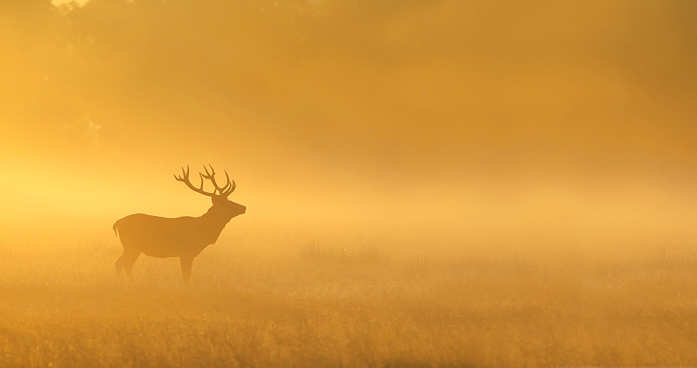 Red Deer in a clearing at sunrise in autumn, GB