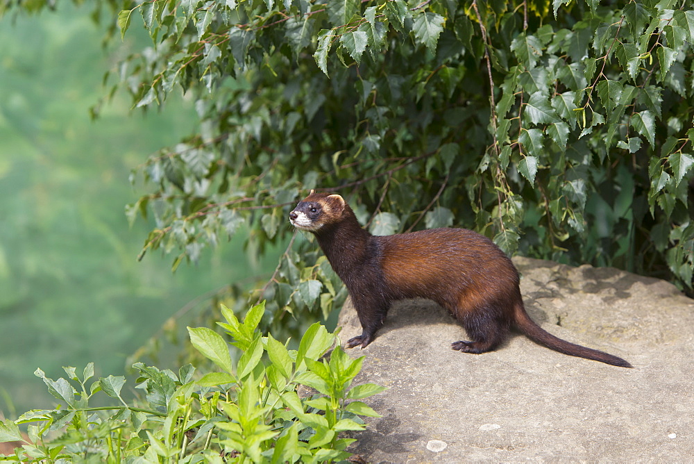 Polecat standing on a large stone in summer, GB