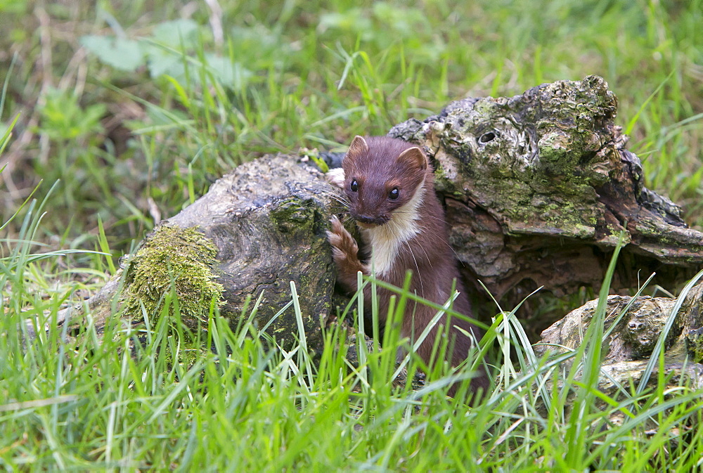 Stoat coming out of a hole in summer, GB