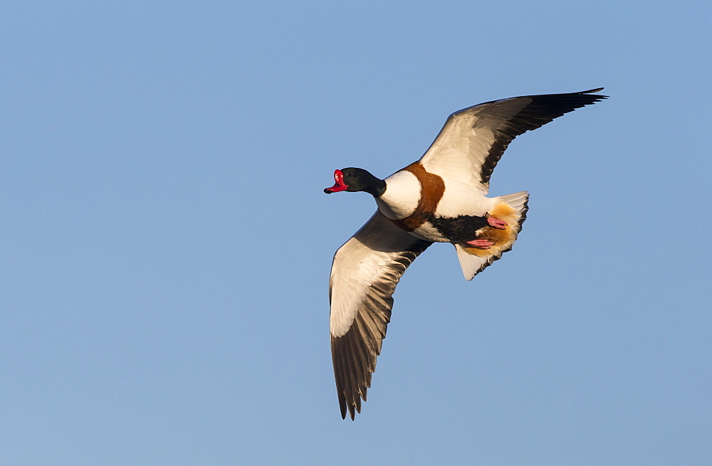 Male Shelduck in flight in winter- GB