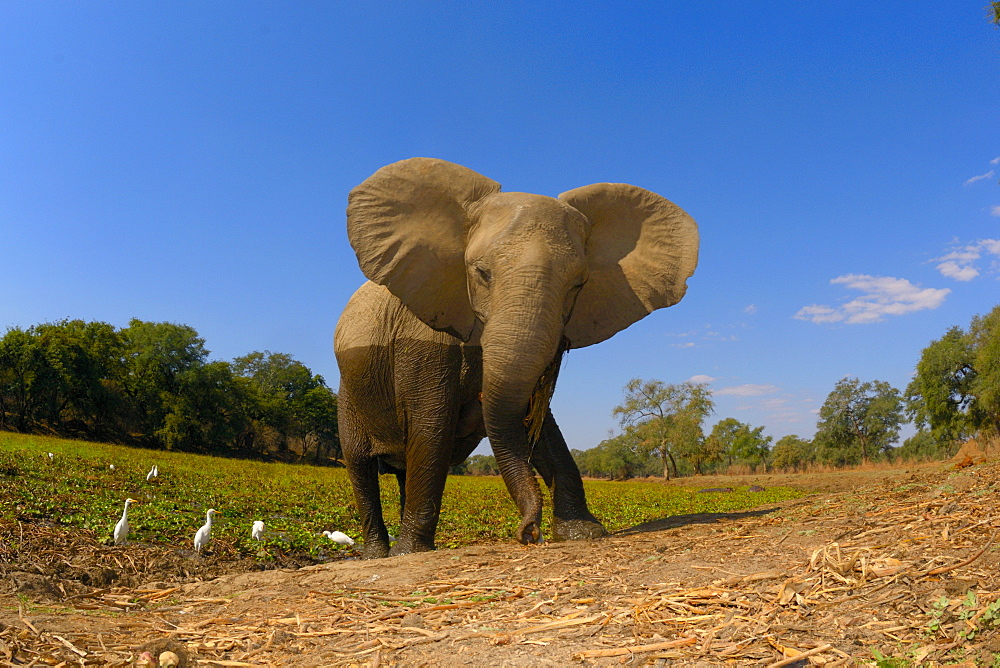 African elephant out of the water, Mana Pools Zimbabwe